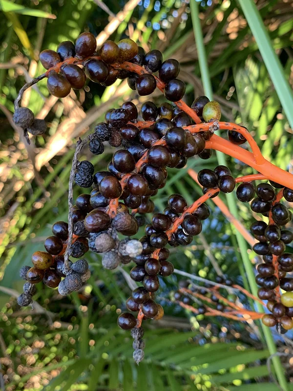 Cat Palm (Chamaedorea cataractarum)