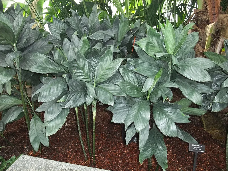 Miniature Fishtail Palm (Chamaedorea metallica)
