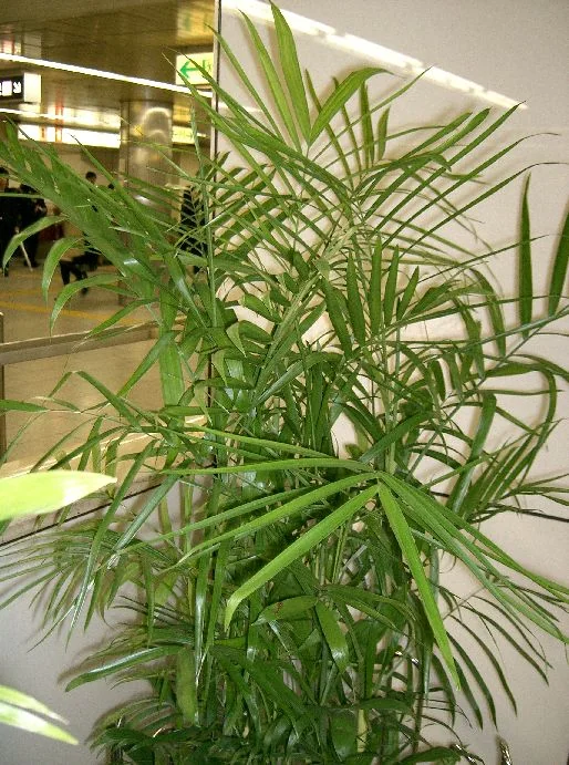 Bamboo Palm (Chamaedorea seifrizii)