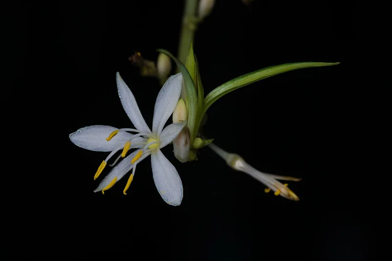 Spider Plant (Chlorophytum comosum)