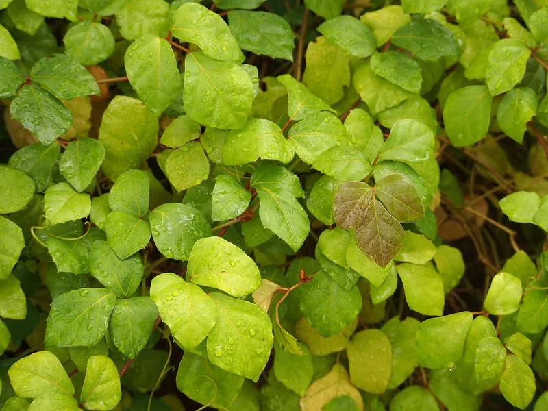 Grape ivy (Cissus rhombifolia)