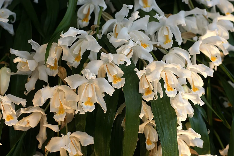 Coelogyne cristata cascading raceme of pure-white flowers with orange-yellow crested ridge on the lip