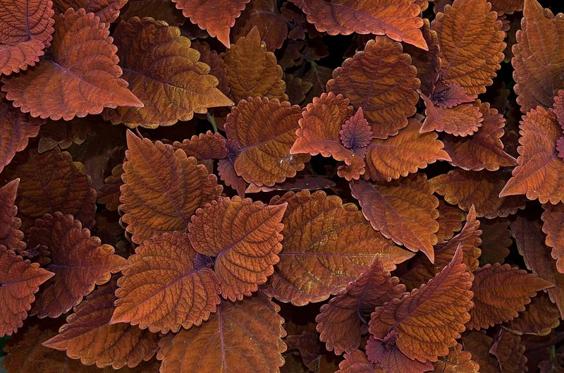 Coleus (Coleus scutellarioides)