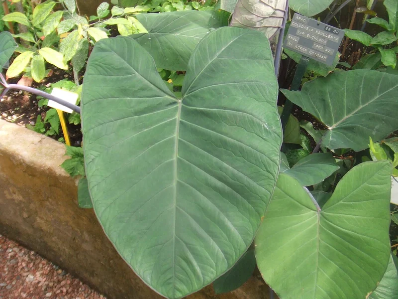 Colocasia esculenta large peltate leaf with water droplets beading on surface