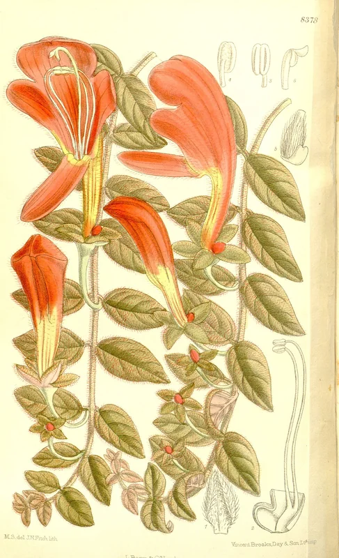 Goldfish plant (Columnea gloriosa)