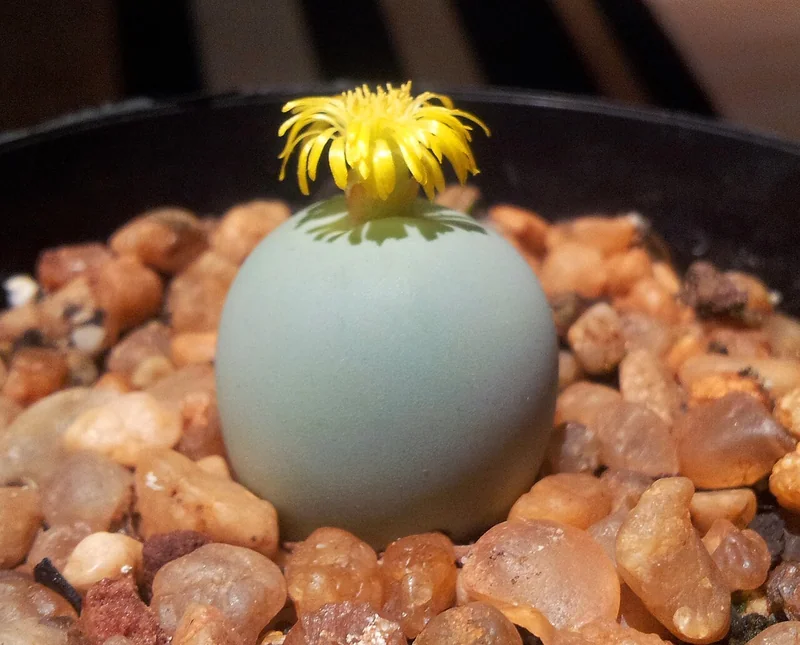 Conophytum calculus spherical blue-green succulent bodies with a large magenta flower
