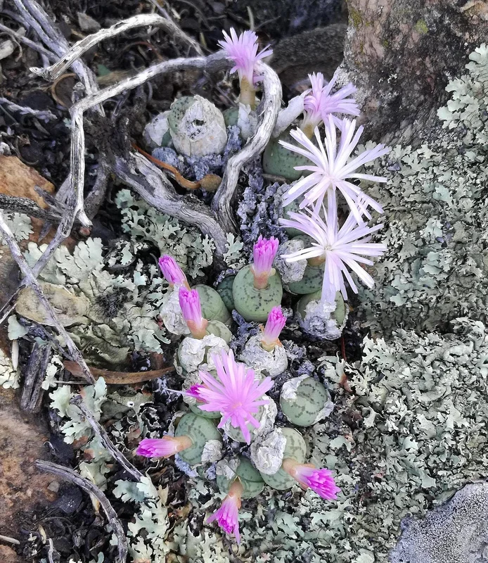 Conophytum ficiforme cluster of fig-shaped succulent bodies with lobed apex and magenta daisy flowers