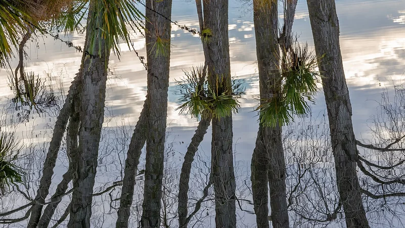 New Zealand Cabbage Tree (Cordyline australis)