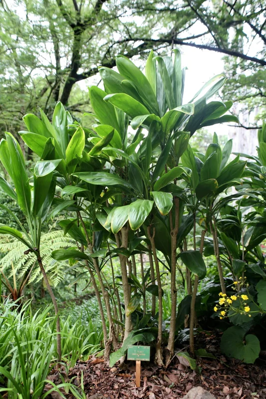 Hawaiian Ti (Cordyline fruticosa)