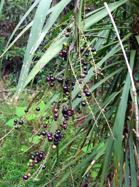 Slender Palm Lily (Cordyline stricta)