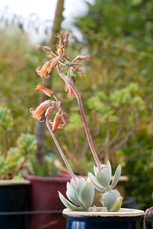 Cotyledon orbiculata grey-white farina-coated leaves with red margins and pendant orange tubular flowers