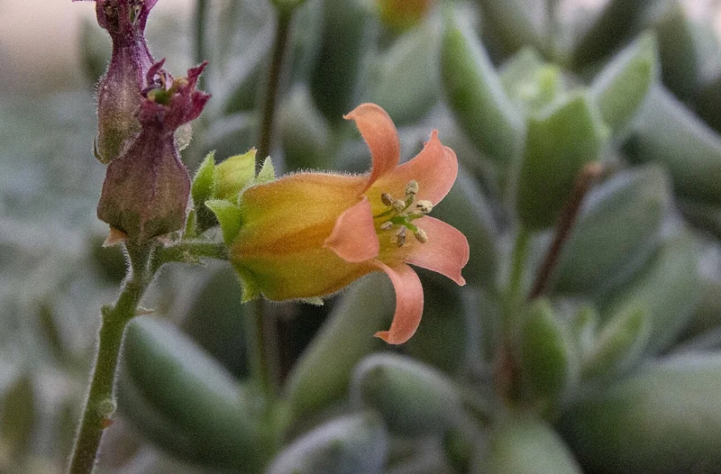 Cotyledon tomentosa densely fuzzy oval leaves with dark toothed tips resembling bear paws