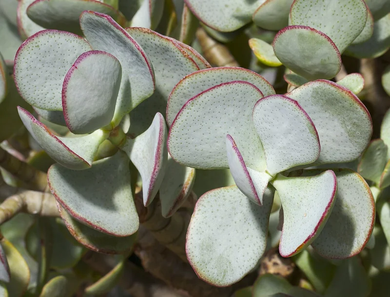 Silver Dollar Plant (Crassula arborescens)