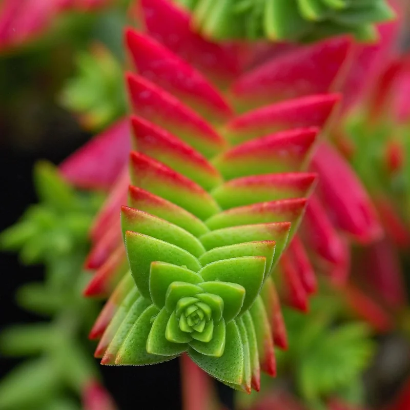 Campfire Plant (Crassula capitella)