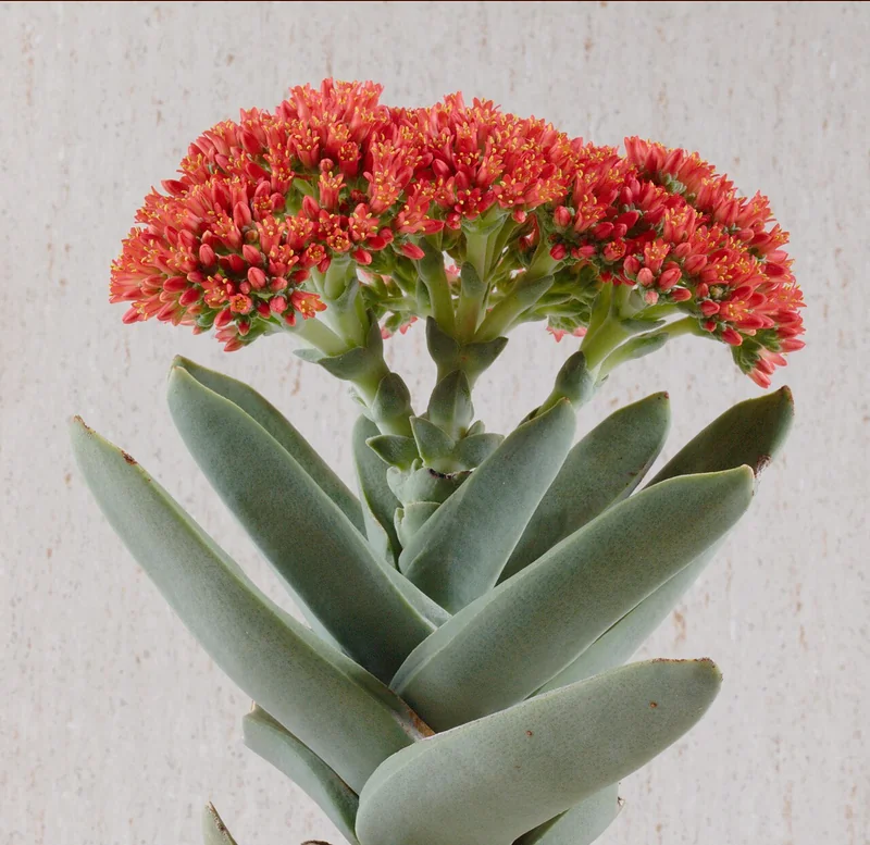 Propeller Plant (Crassula falcata)