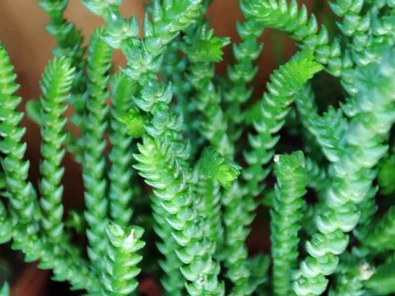 Watch Chain (Crassula muscosa lycopodioides)