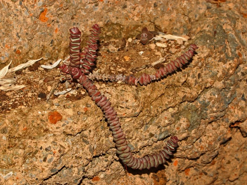Worm Plant (Crassula marnieriana)