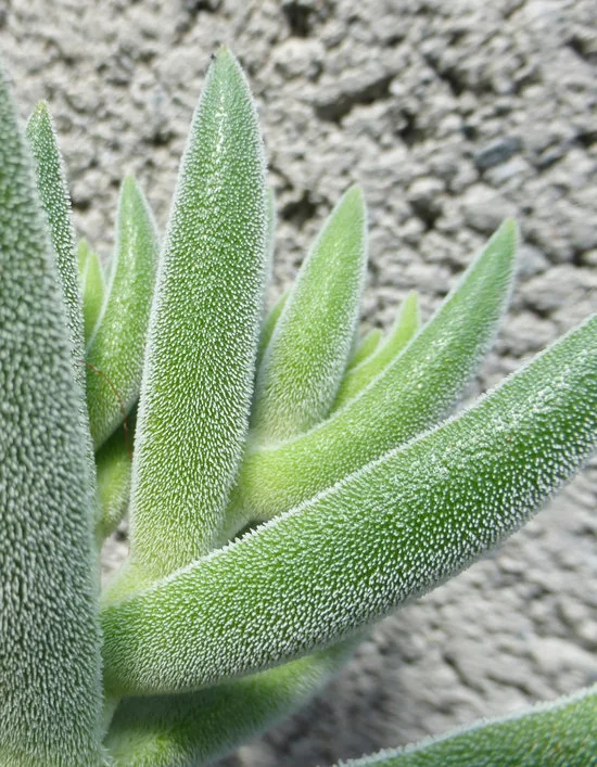 Hairy Crassula (Crassula mesembryanthemoides)