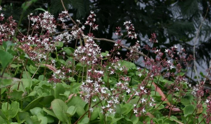 Fairy Crassula (Crassula multicava)
