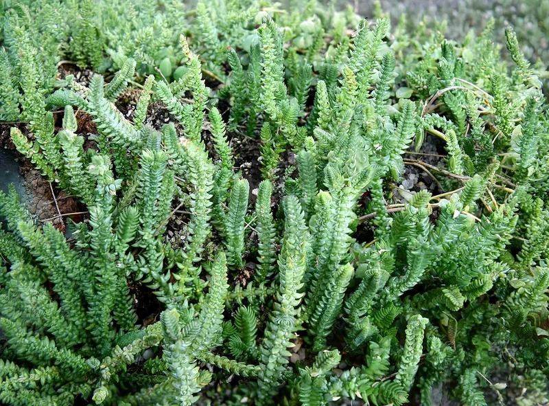 Watch chain (Crassula muscosa)