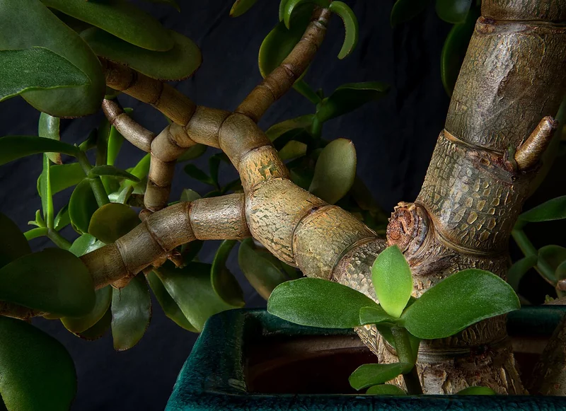 Jade plant (Crassula ovata)