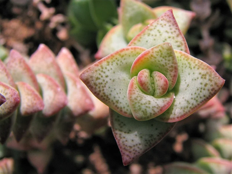 String of buttons (Crassula perforata)
