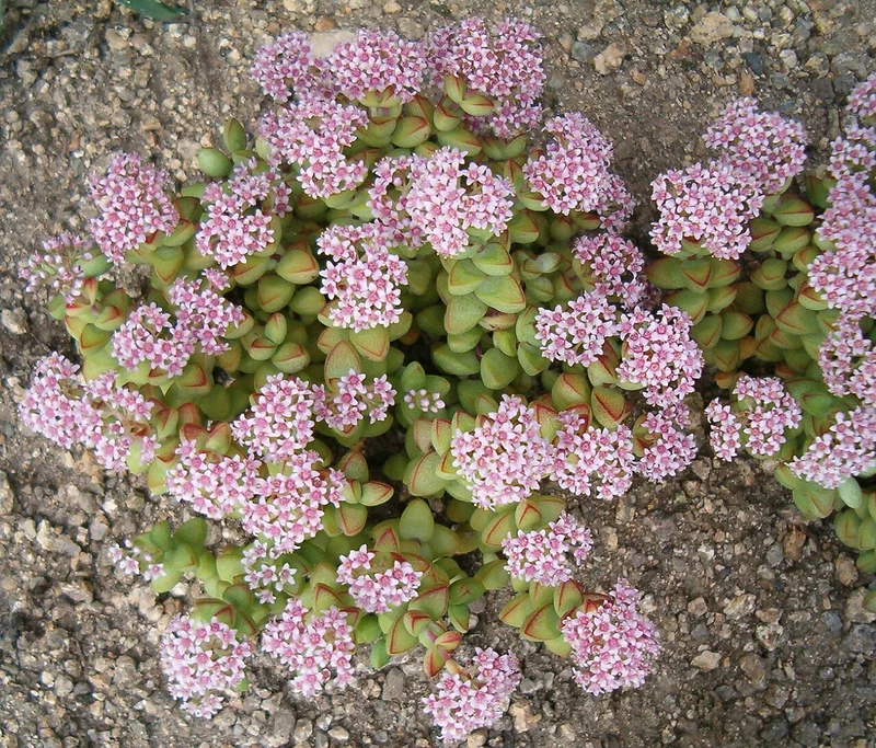 Buttons on a String (Crassula rupestris)