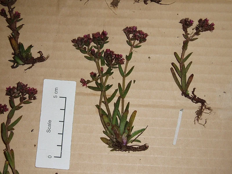 Schmidt's red flower crassula (Crassula schmidtii)