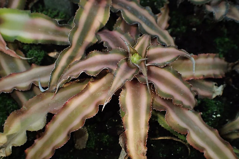 Cryptanthus bivittatus flat starfish-shaped rosette with cream-striped olive-green to rose-pink leaves