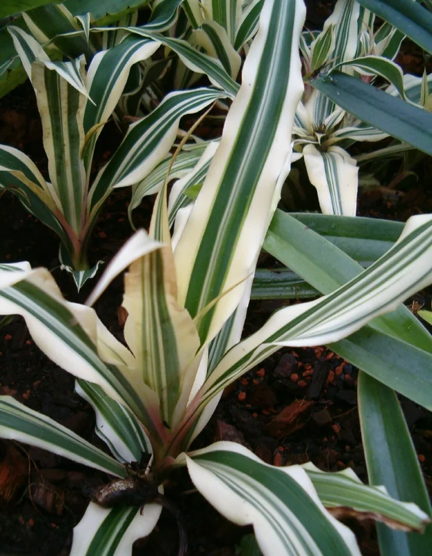 Cryptanthus bromelioides Tricolor rosette with vivid tricolour striped leaves in red, pink, and cream