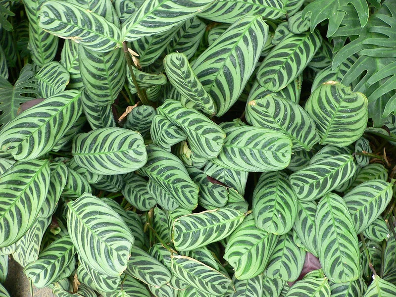 Fishbone prayer plant (Ctenanthe burle-marxii)