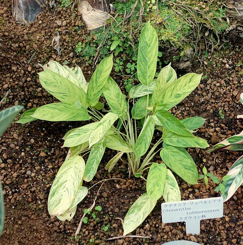 Bamburanta (Ctenanthe lubbersiana)