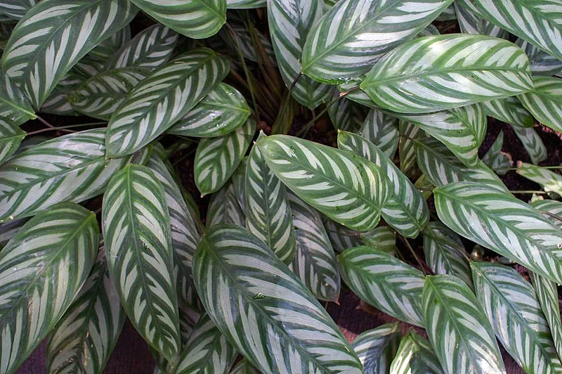 Never Never Plant (Ctenanthe oppenheimiana)