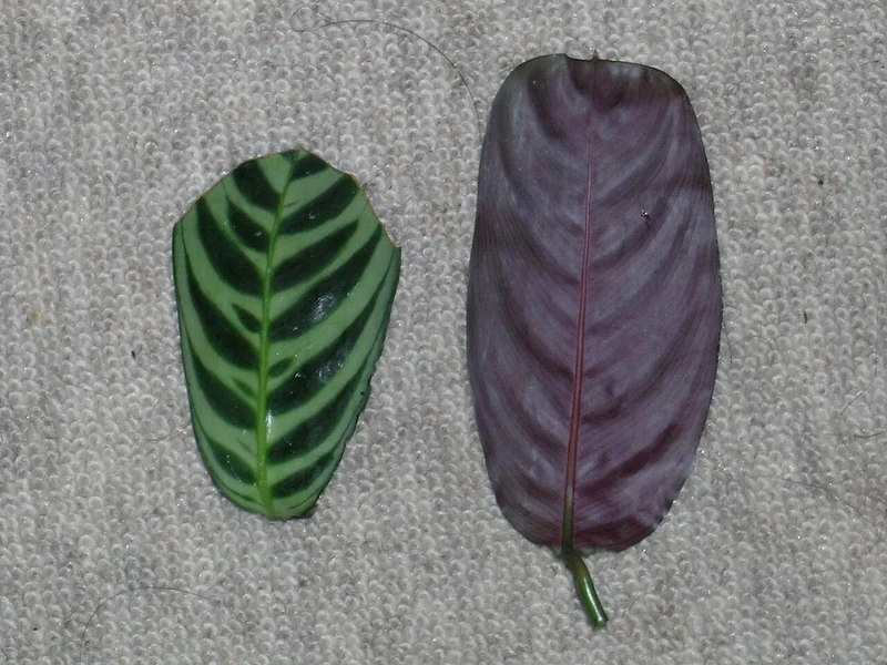 Ctenanthe pilosa Golden Mosaic cultivar showing irregular yellow-green and mid-green mosaic variegation on hairy leaves