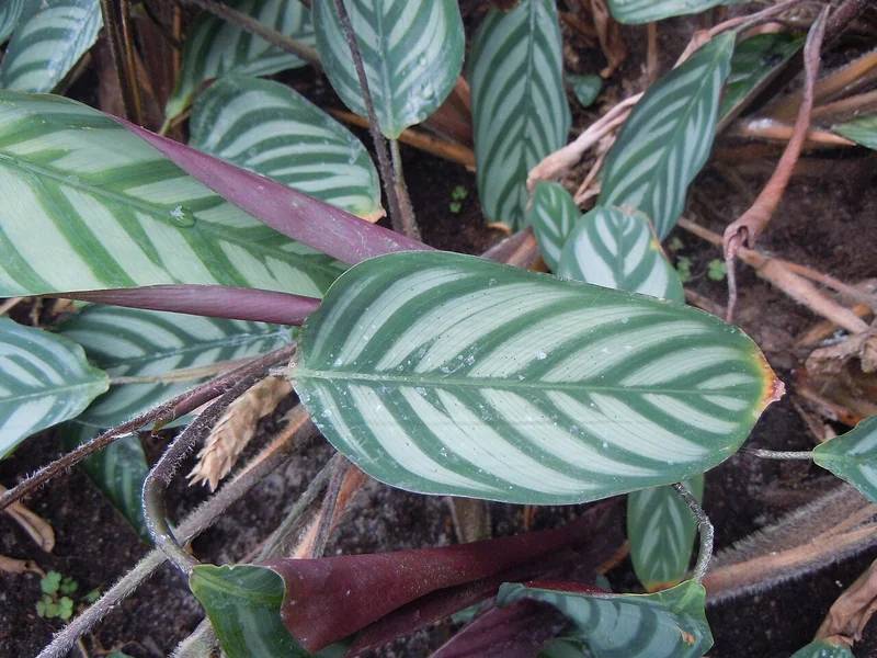 Ctenanthe setosa silver-green striped leaves with purple-red undersides in clumping growth