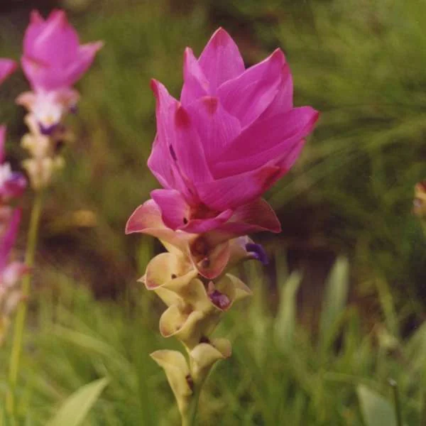 Siam tulip (Curcuma alismatifolia)