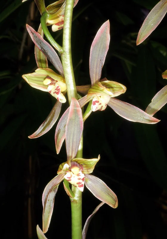 Cymbidium sinense upright spike of dark wine-red flowers with white-spotted lip above graceful strap leaves