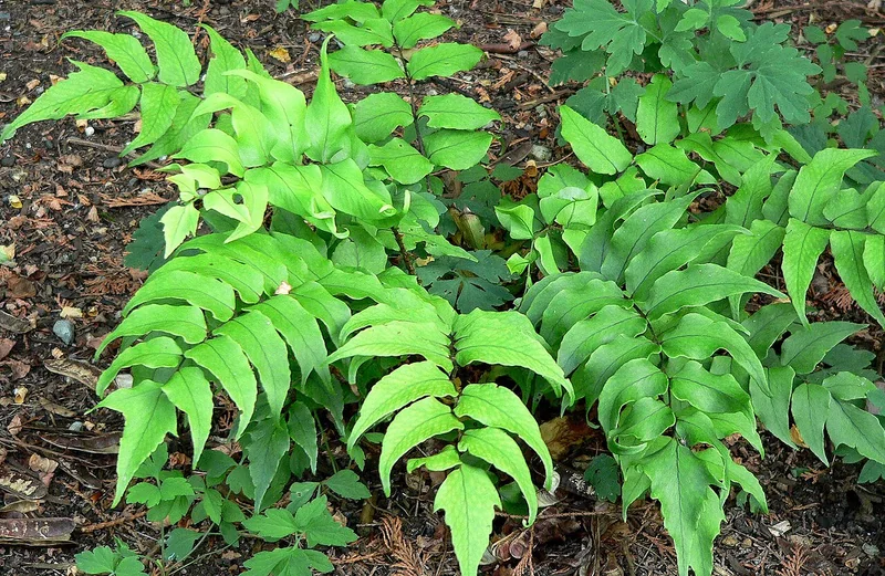 Japanese holly fern (Cyrtomium falcatum)