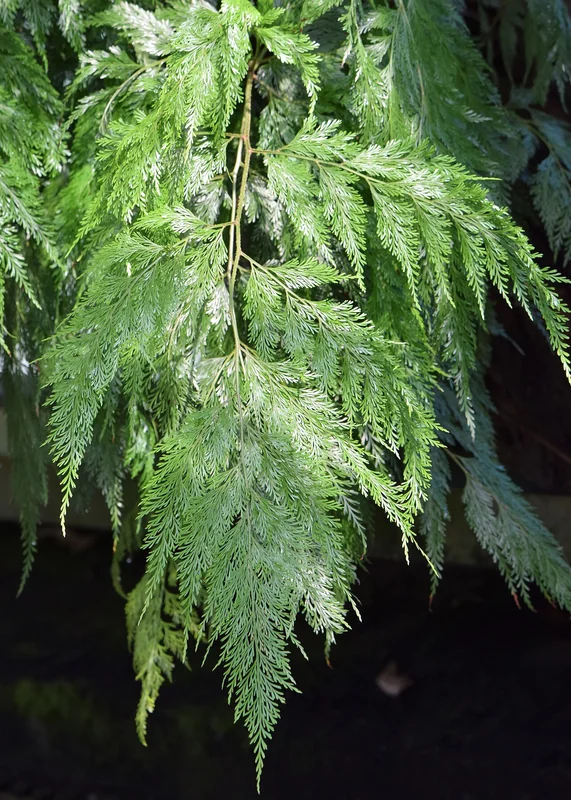 Rabbit's Foot Fern (Davallia fejeensis)