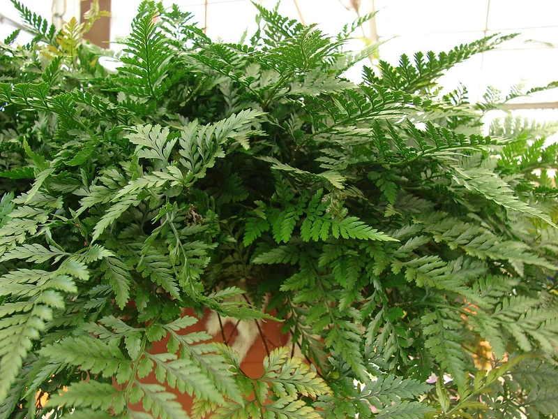 White rabbit's foot fern (Davallia tyermannii)