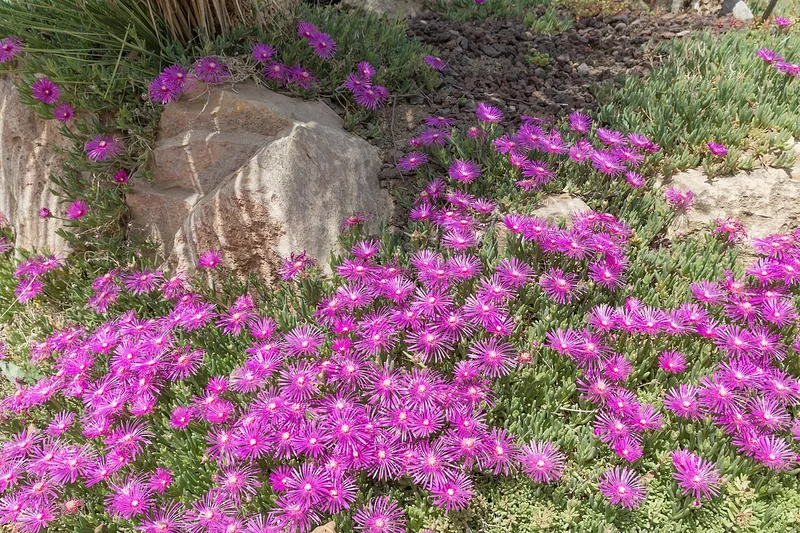 Delosperma cooperi low-growing succulent mat covered in brilliant magenta-pink daisy flowers