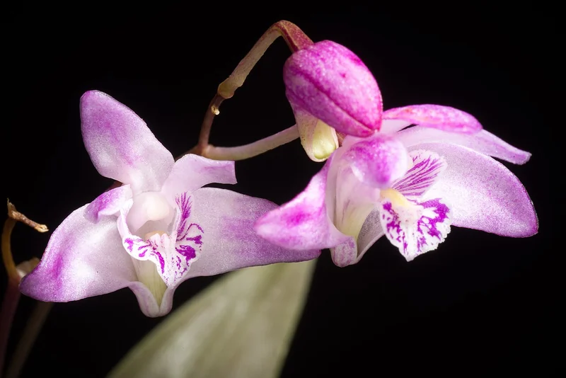 Dendrobium kingianum compact pseudobulbs with clusters of pink-purple fragrant flowers