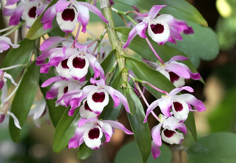 Dendrobium nobile cane orchid with pink-white flowers clustered along mature cane nodes