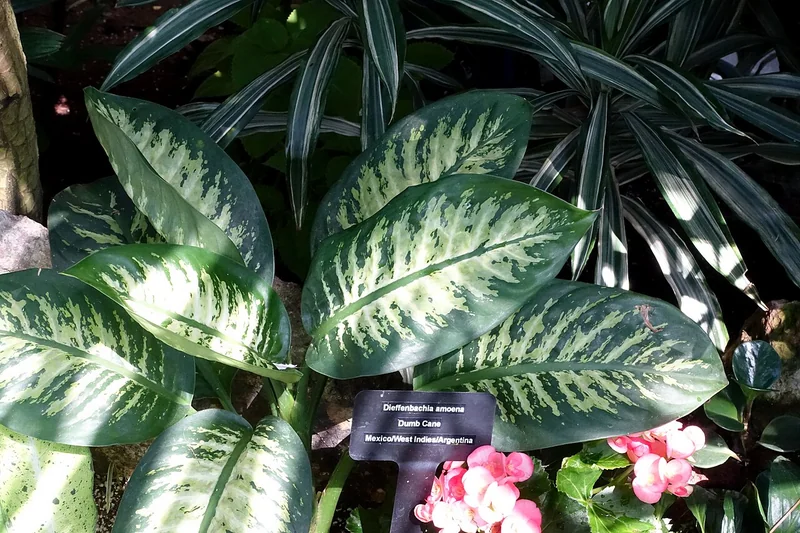 Tropic Snow (Dieffenbachia amoena)