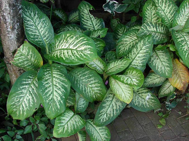 Dumb cane (Dieffenbachia seguine)