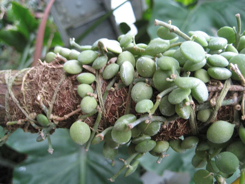 String of Nickels (Dischidia nummularia)