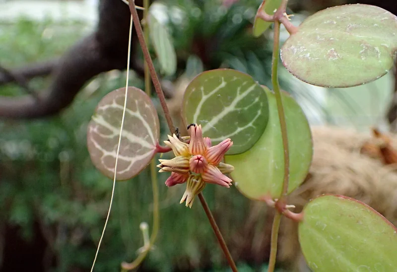 Watermelon Dischidia (Dischidia ovata)