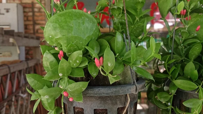 Ant Plant (Dischidia pectinoides)