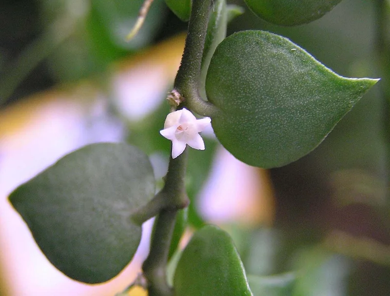 Million Hearts (Dischidia ruscifolia)