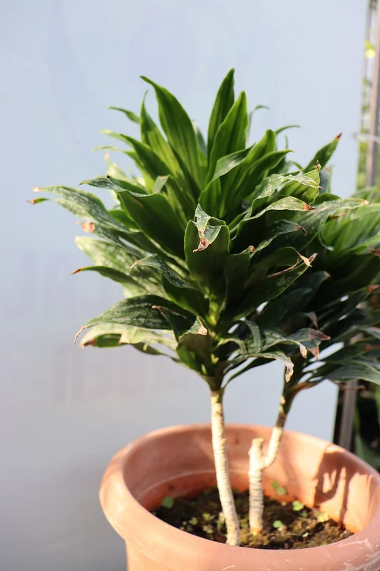 Compact Dracaena (Dracaena fragrans Compacta)